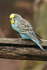 budgie