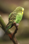 budgie