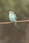 budgie