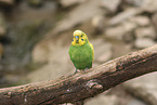 budgie