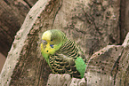budgie