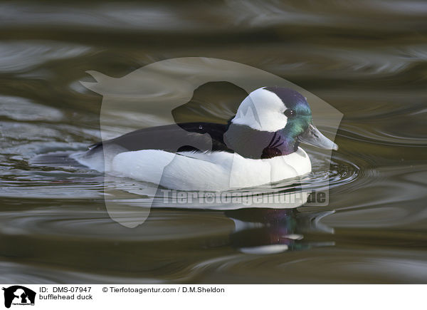 bufflehead duck / DMS-07947