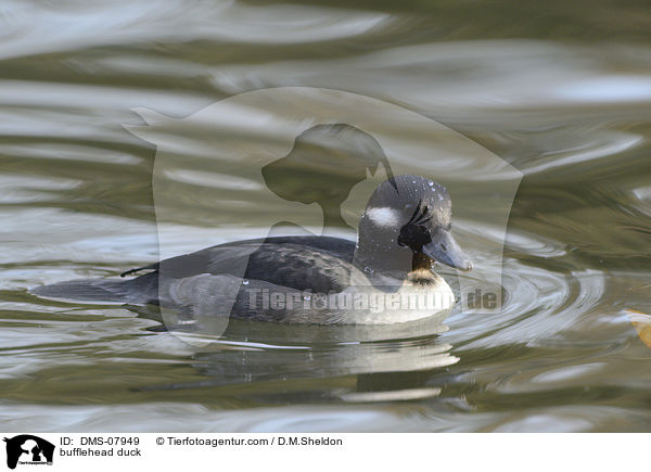 bufflehead duck / DMS-07949