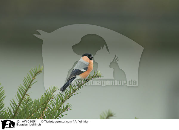 Eurasian bullfinch / AW-01051