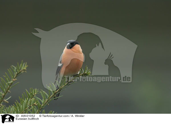 Gimpel / Eurasian bullfinch / AW-01052