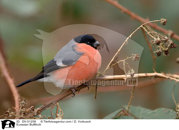 Gimpel / Eurasian Bullfinch / DV-01256