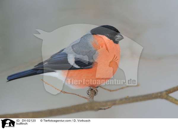 Gimpel / bullfinch / DV-02120