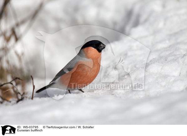 Gimpel / Eurasian bullfinch / WS-03795