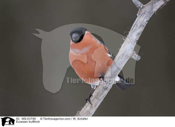 Gimpel / Eurasian bullfinch / WS-03796
