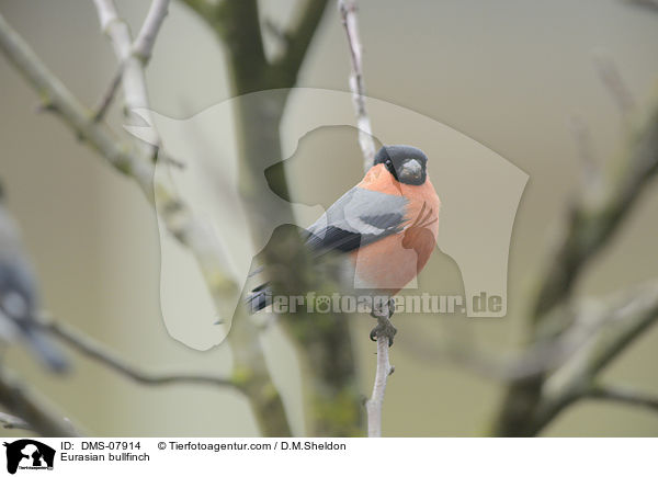 Gimpel / Eurasian bullfinch / DMS-07914