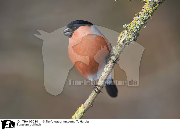Gimpel / Eurasian bullfinch / THA-05580