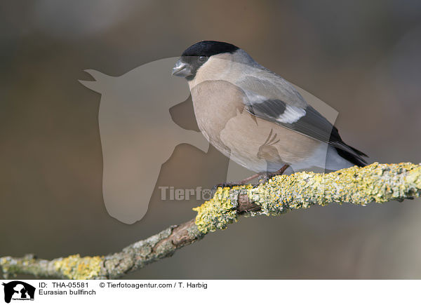 Gimpel / Eurasian bullfinch / THA-05581