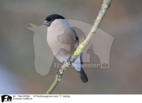 Gimpel / Eurasian bullfinch / THA-05584