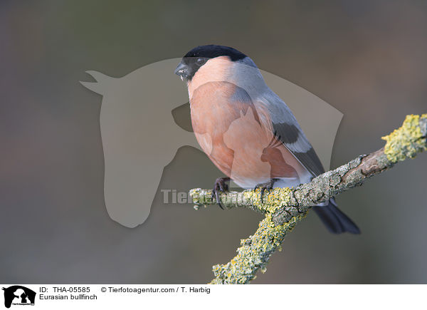 Gimpel / Eurasian bullfinch / THA-05585