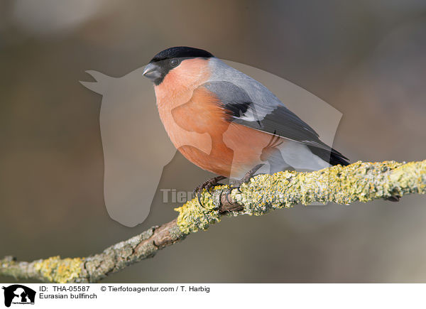 Gimpel / Eurasian bullfinch / THA-05587