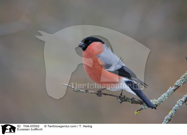 Eurasian bullfinch / THA-05592