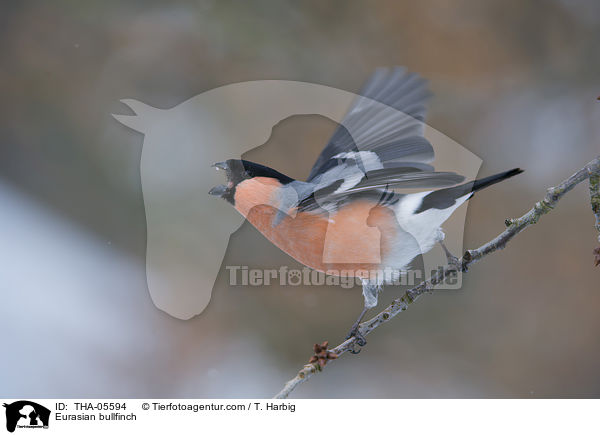 Gimpel / Eurasian bullfinch / THA-05594