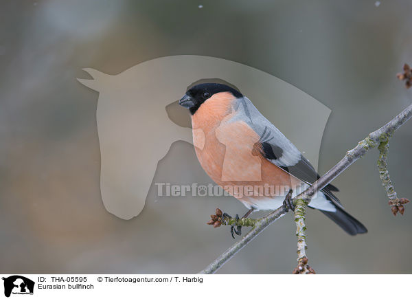 Gimpel / Eurasian bullfinch / THA-05595