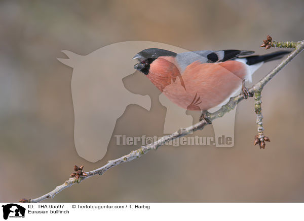 Gimpel / Eurasian bullfinch / THA-05597