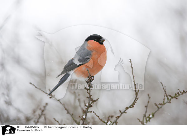 Gimpel / Eurasian bullfinch / THA-05607