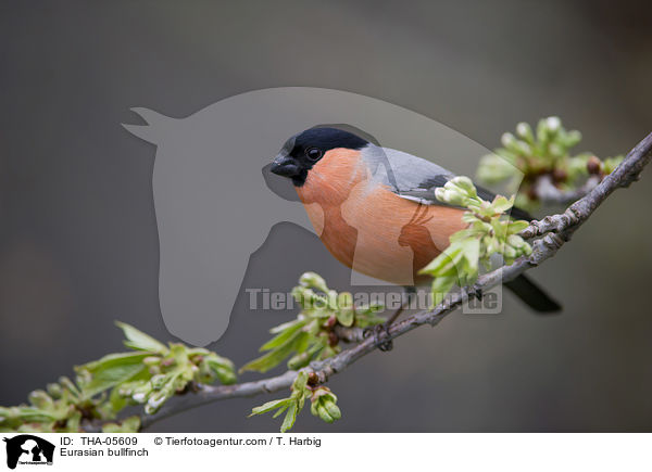 Gimpel / Eurasian bullfinch / THA-05609