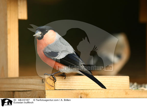 Gimpel / Eurasian bullfinch / AB-03167