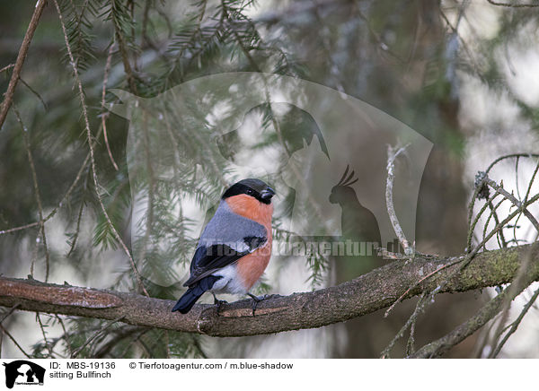sitzender Gimpel / sitting Bullfinch / MBS-19136