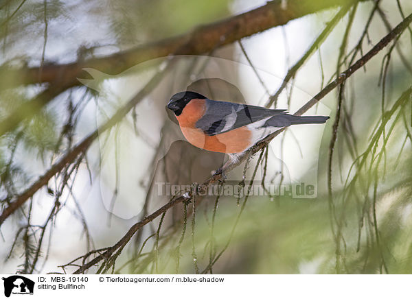 sitzender Gimpel / sitting Bullfinch / MBS-19140