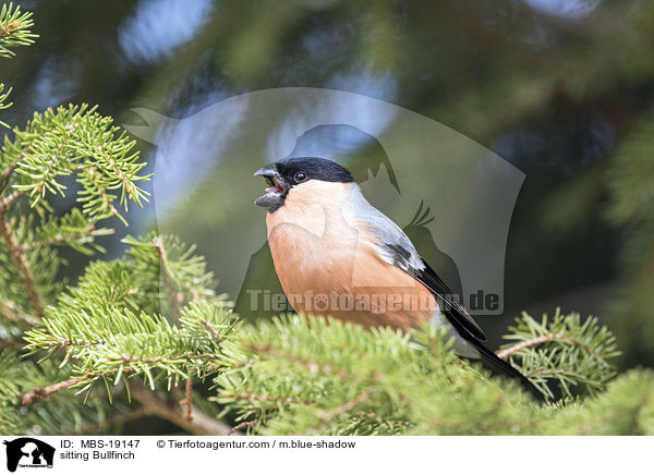 sitzender Gimpel / sitting Bullfinch / MBS-19147