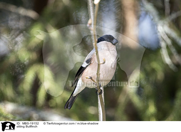 sitzender Gimpel / sitting Bullfinch / MBS-19152