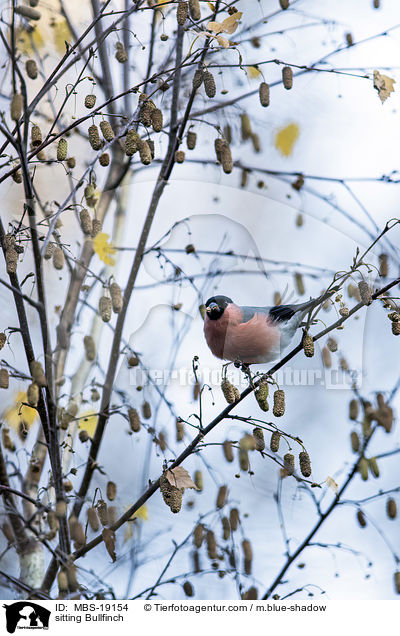 sitzender Gimpel / sitting Bullfinch / MBS-19154