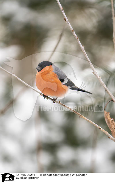 Gimpel / Eurasian bullfinch / WS-09211