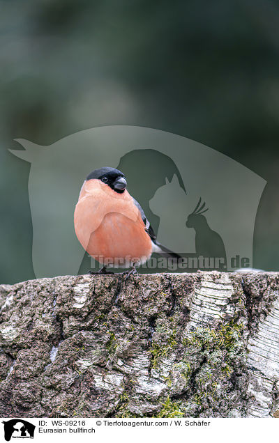 Gimpel / Eurasian bullfinch / WS-09216