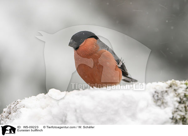 Eurasian bullfinch / WS-09223
