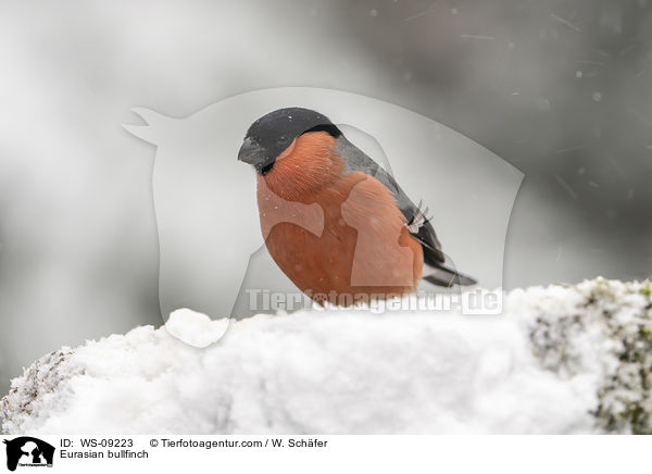 Gimpel / Eurasian bullfinch / WS-09223
