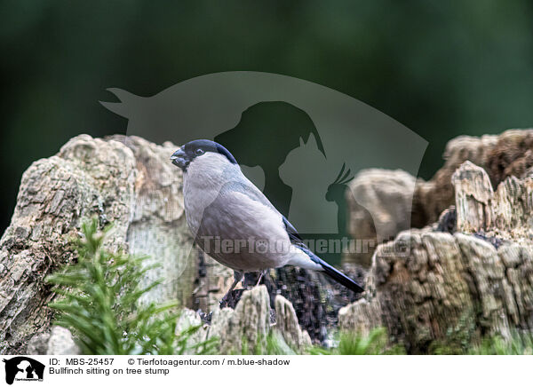 Gimpel sitzt auf Baumstumpf / Bullfinch sitting on tree stump / MBS-25457