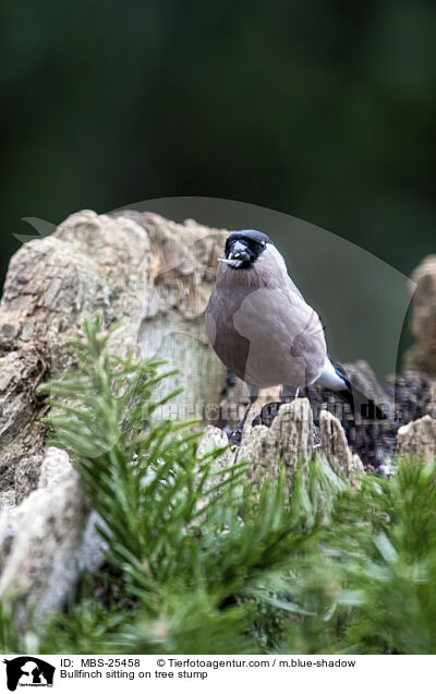 Bullfinch sitting on tree stump / MBS-25458