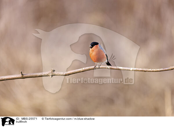 Gimpel / bullfinch / MBS-25571