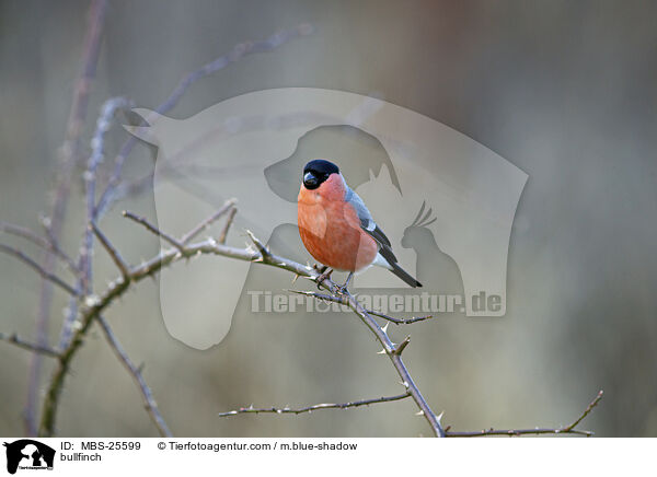 Gimpel / bullfinch / MBS-25599