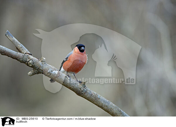 Gimpel / bullfinch / MBS-25610