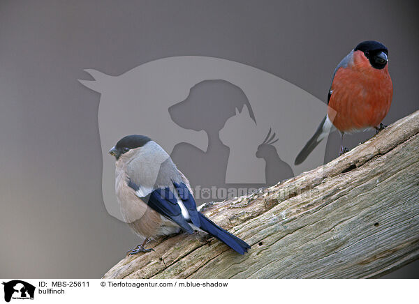 Gimpel / bullfinch / MBS-25611