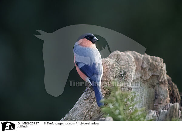 Gimpel / bullfinch / MBS-25717