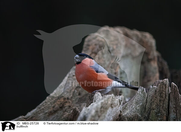 Gimpel / bullfinch / MBS-25728