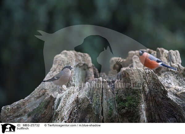 Gimpel / bullfinch / MBS-25732