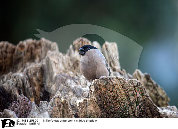 Gimpel / Eurasian bullfinch / MBS-25899