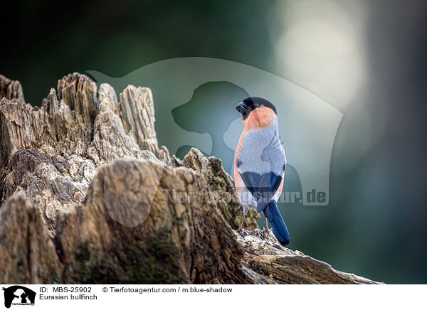 Gimpel / Eurasian bullfinch / MBS-25902