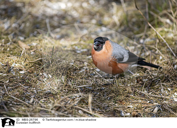 Gimpel / Eurasian bullfinch / MBS-26796