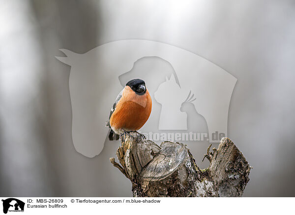 Gimpel / Eurasian bullfinch / MBS-26809