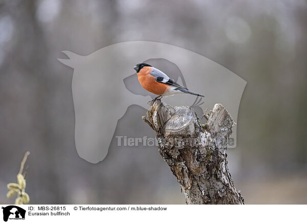 Gimpel / Eurasian bullfinch / MBS-26815