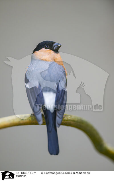 Gimpel / bullfinch / DMS-18271